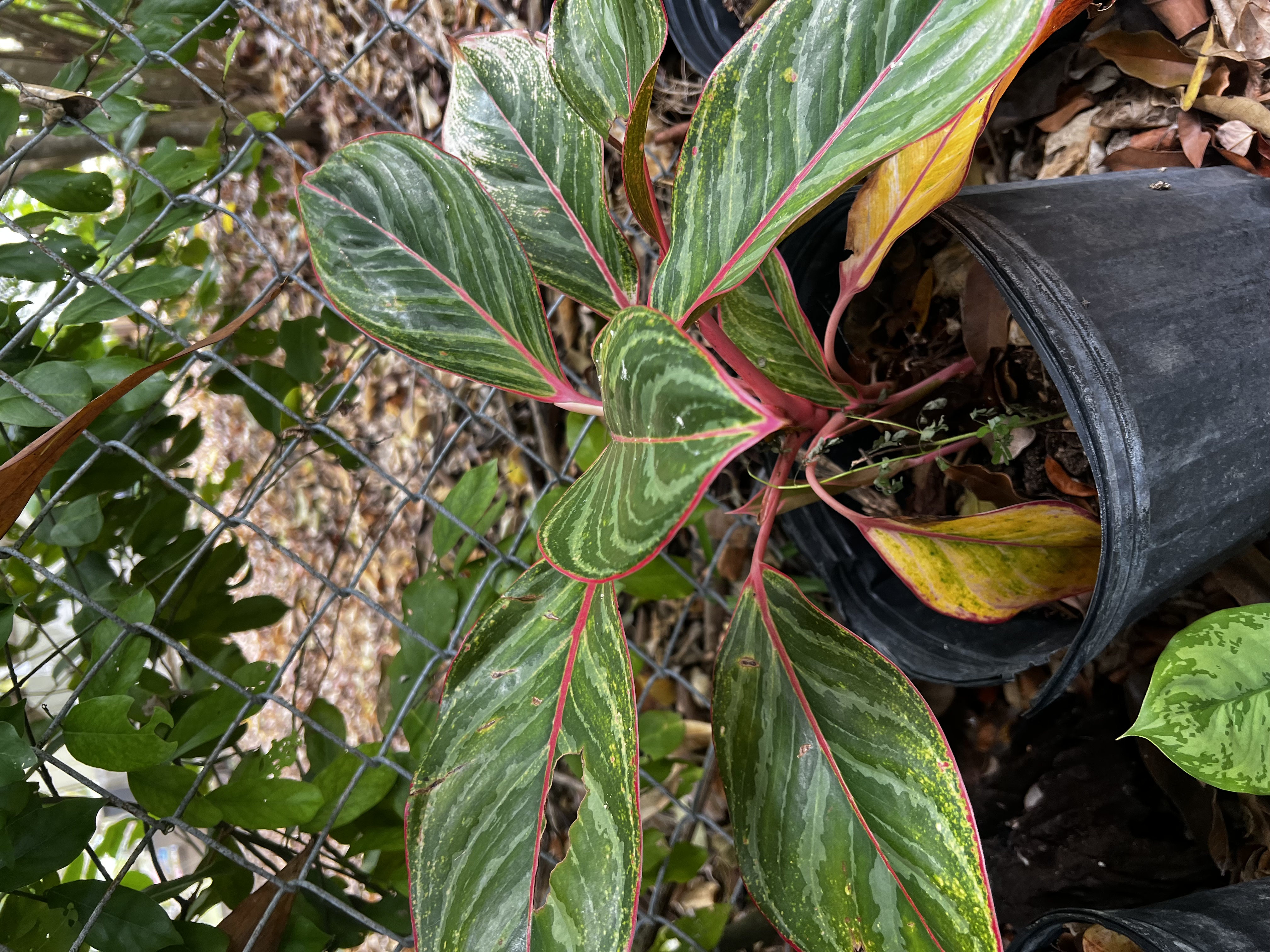 Prayer Plant view 2