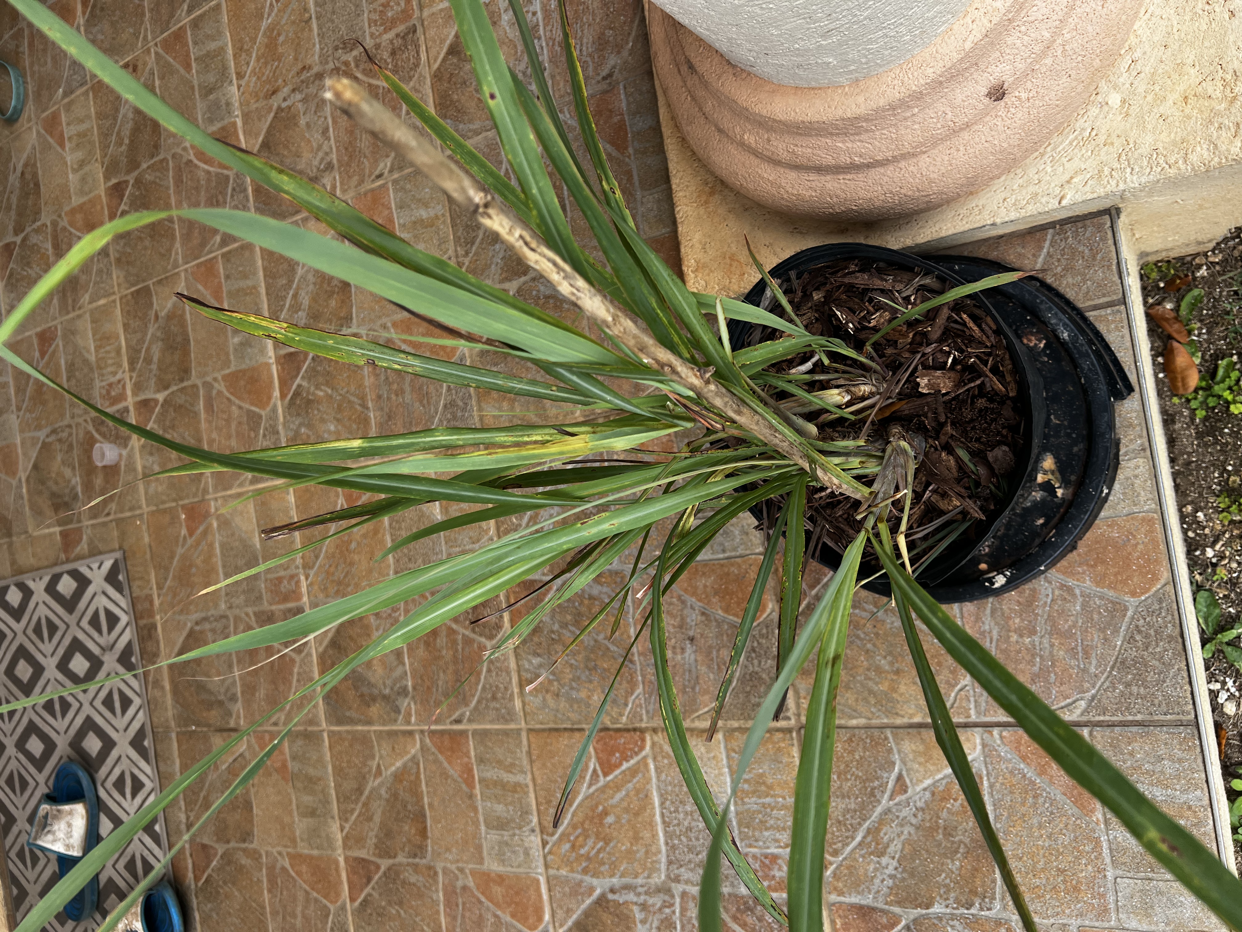 Fever Grass view 2