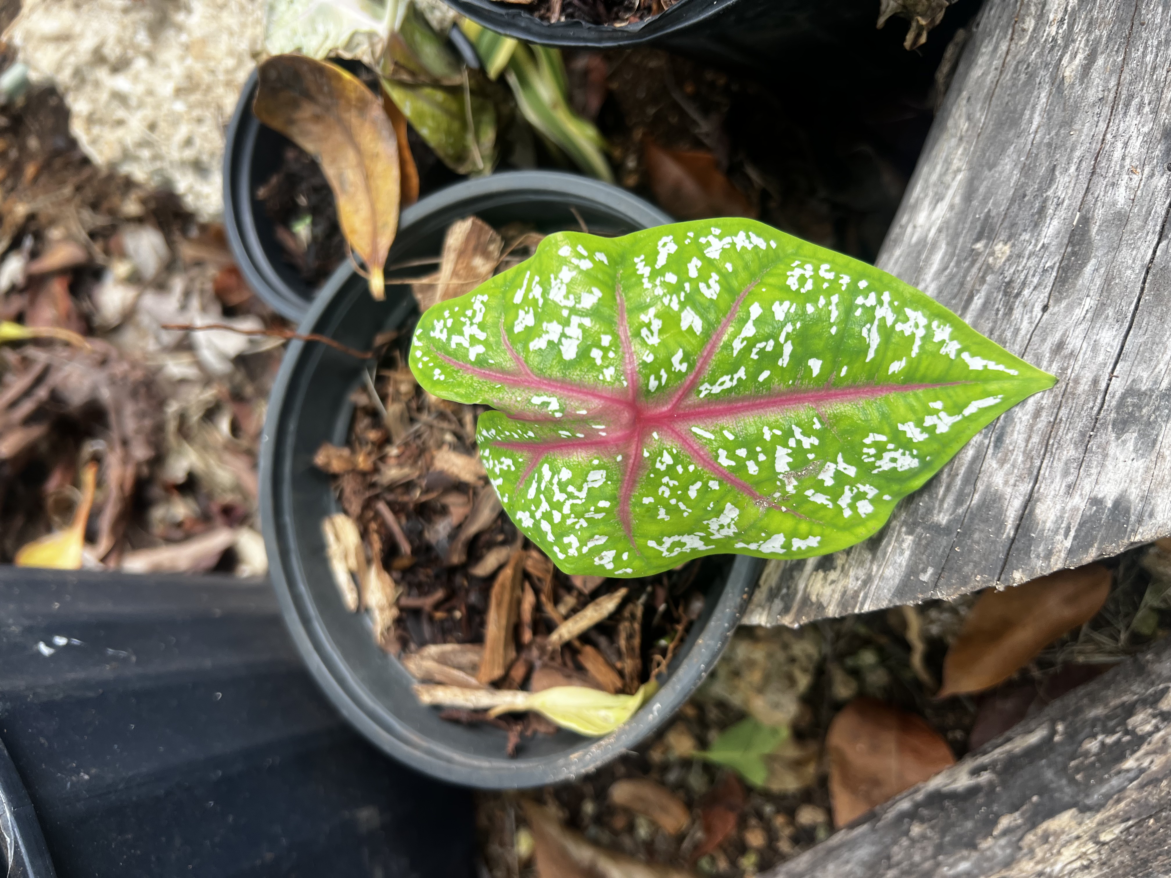 Elephant Ears Pink