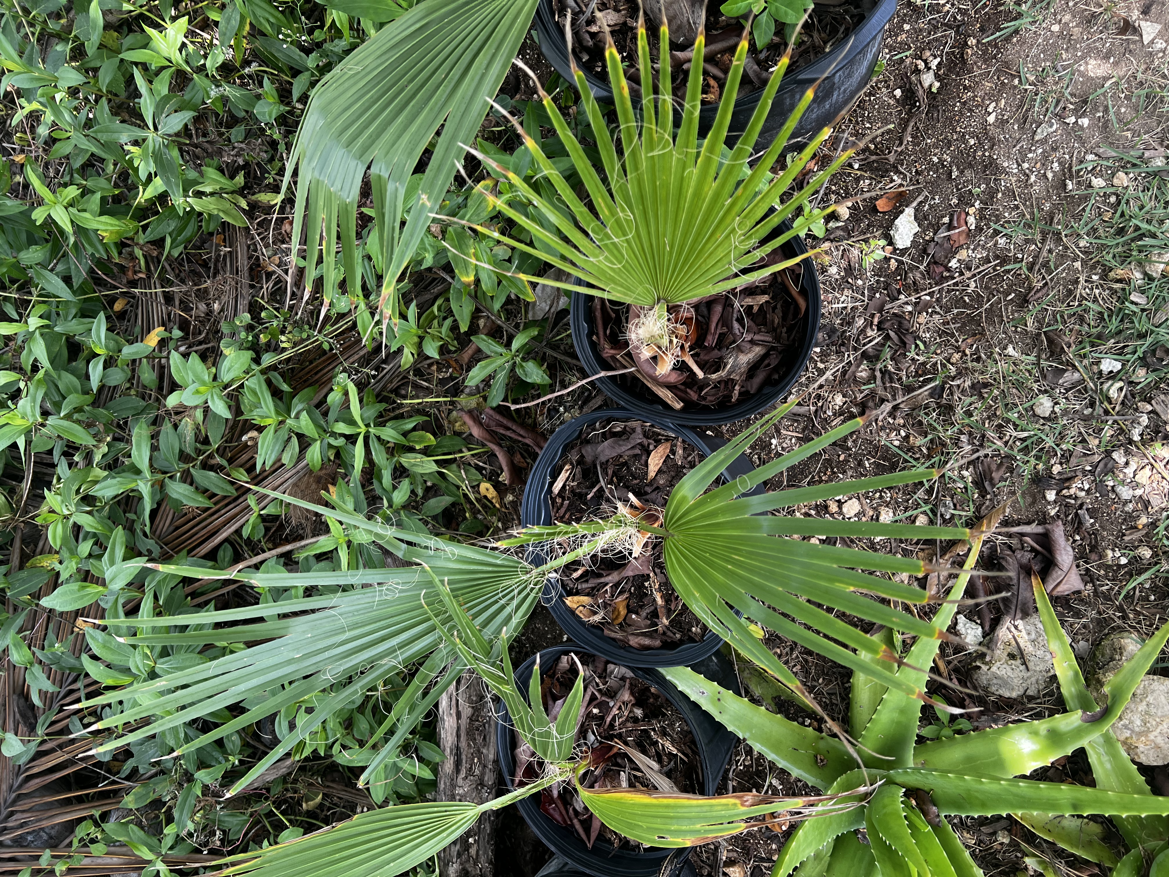 Green Thatch Palm view 2