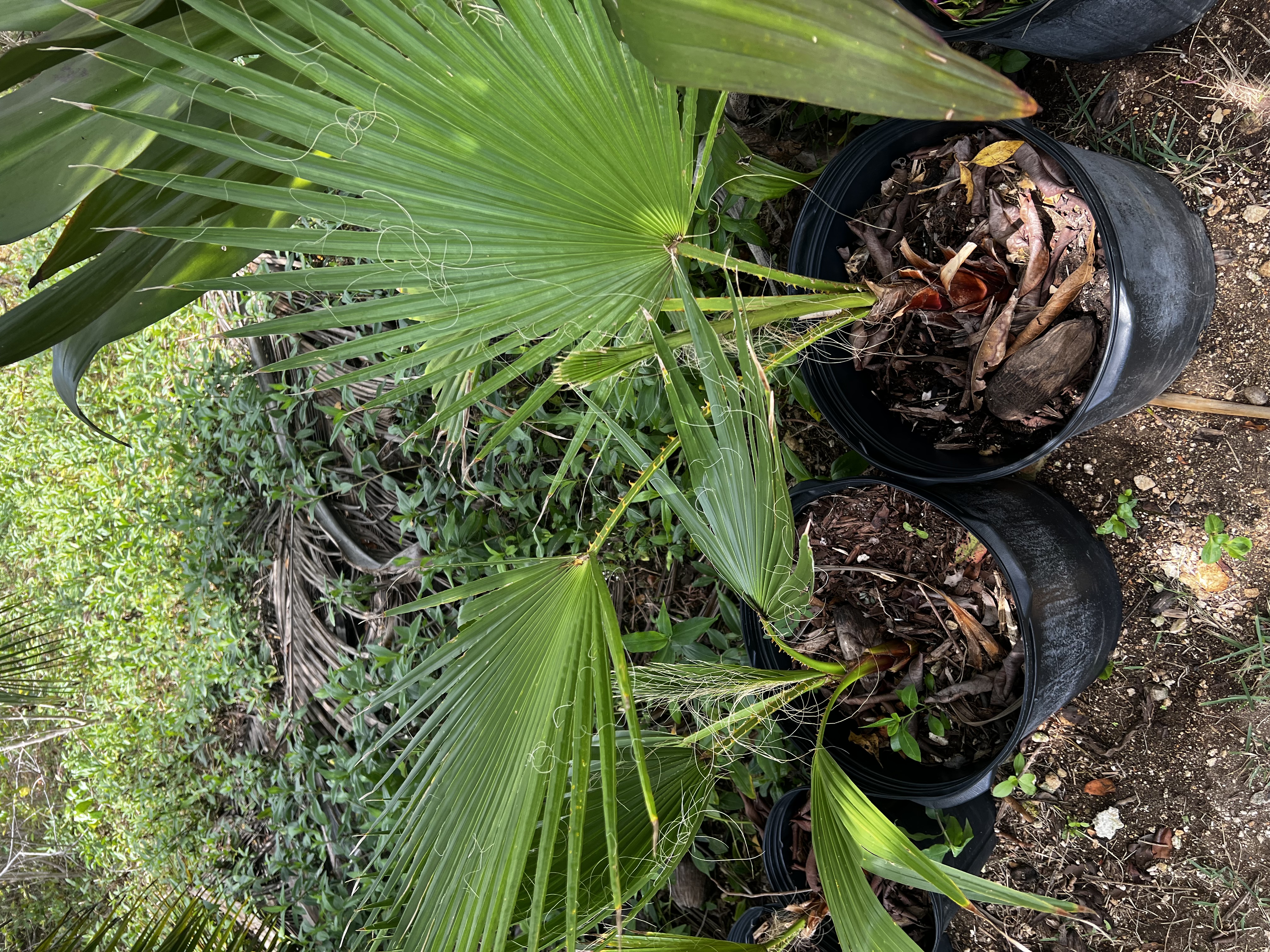 Green Thatch Palm