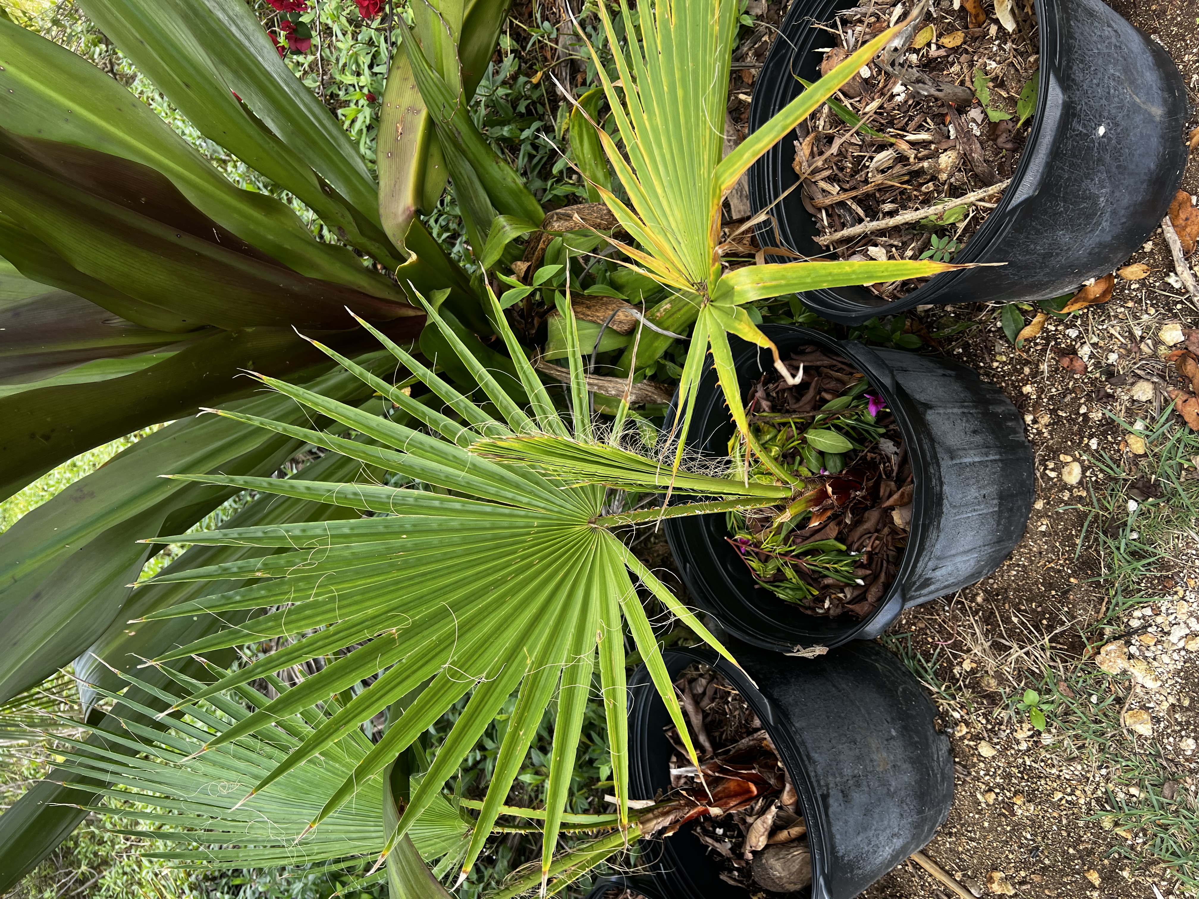 Green Thatch Palm view 3