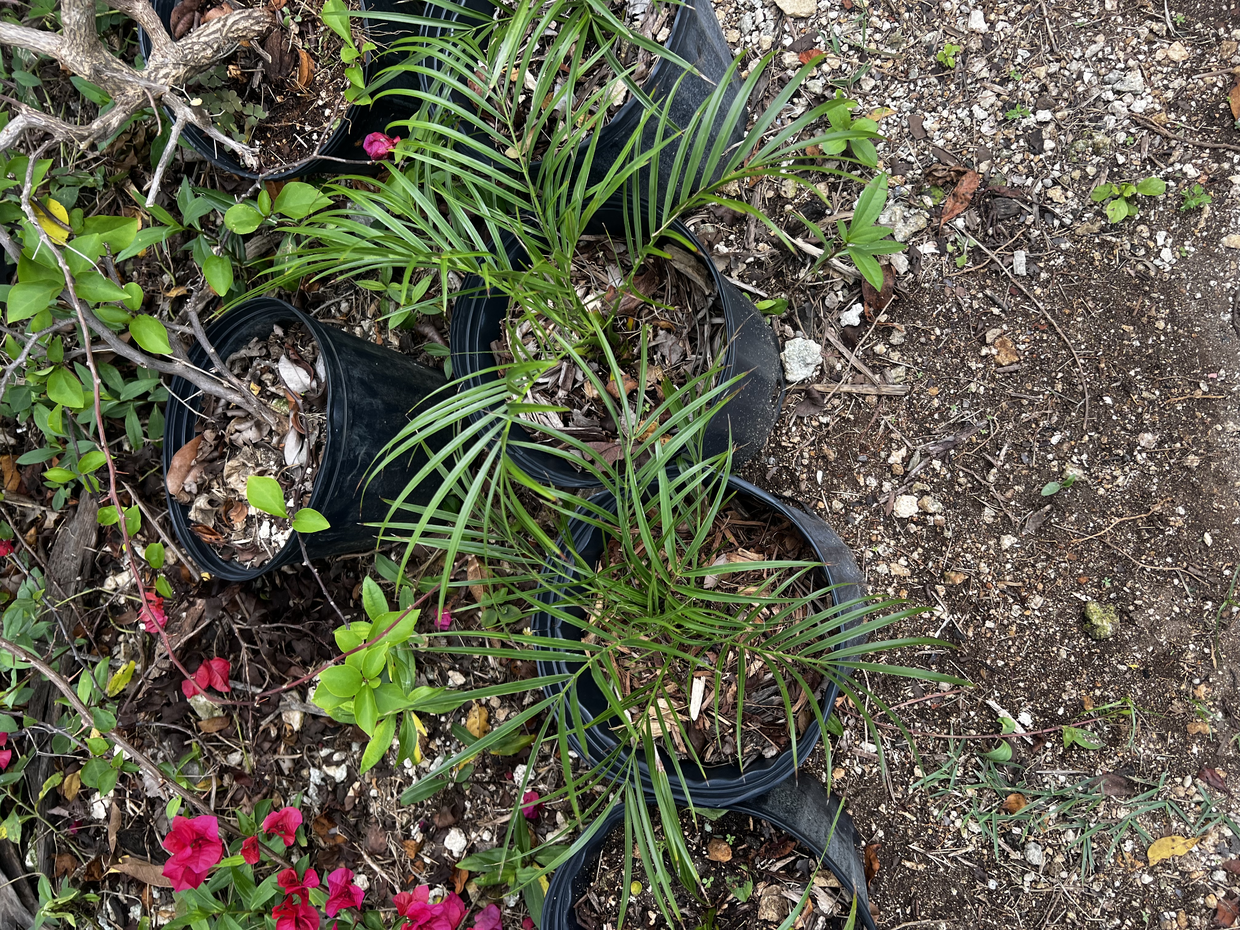 Fox Tail Palm