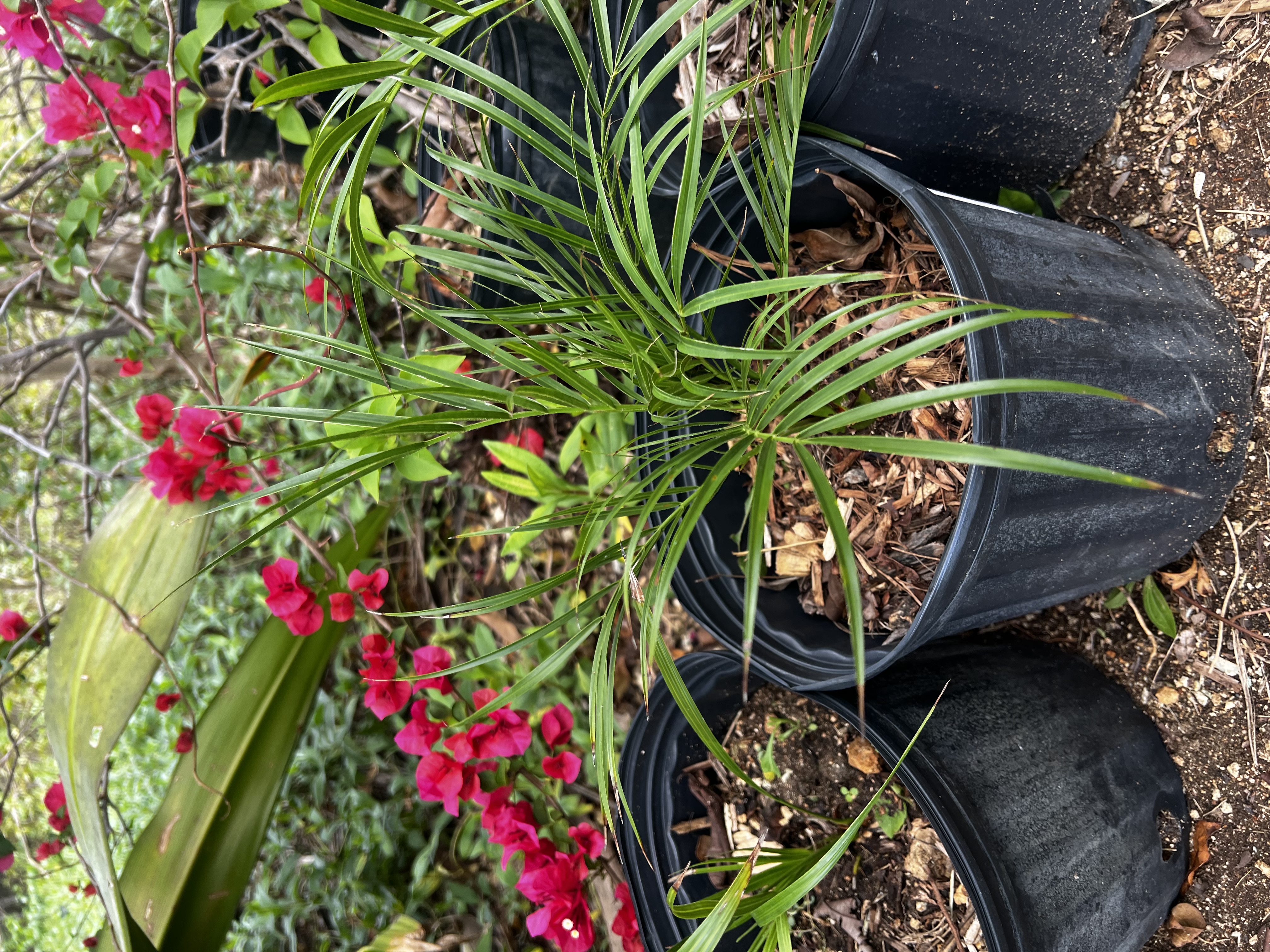 Fox Tail Palm view 3