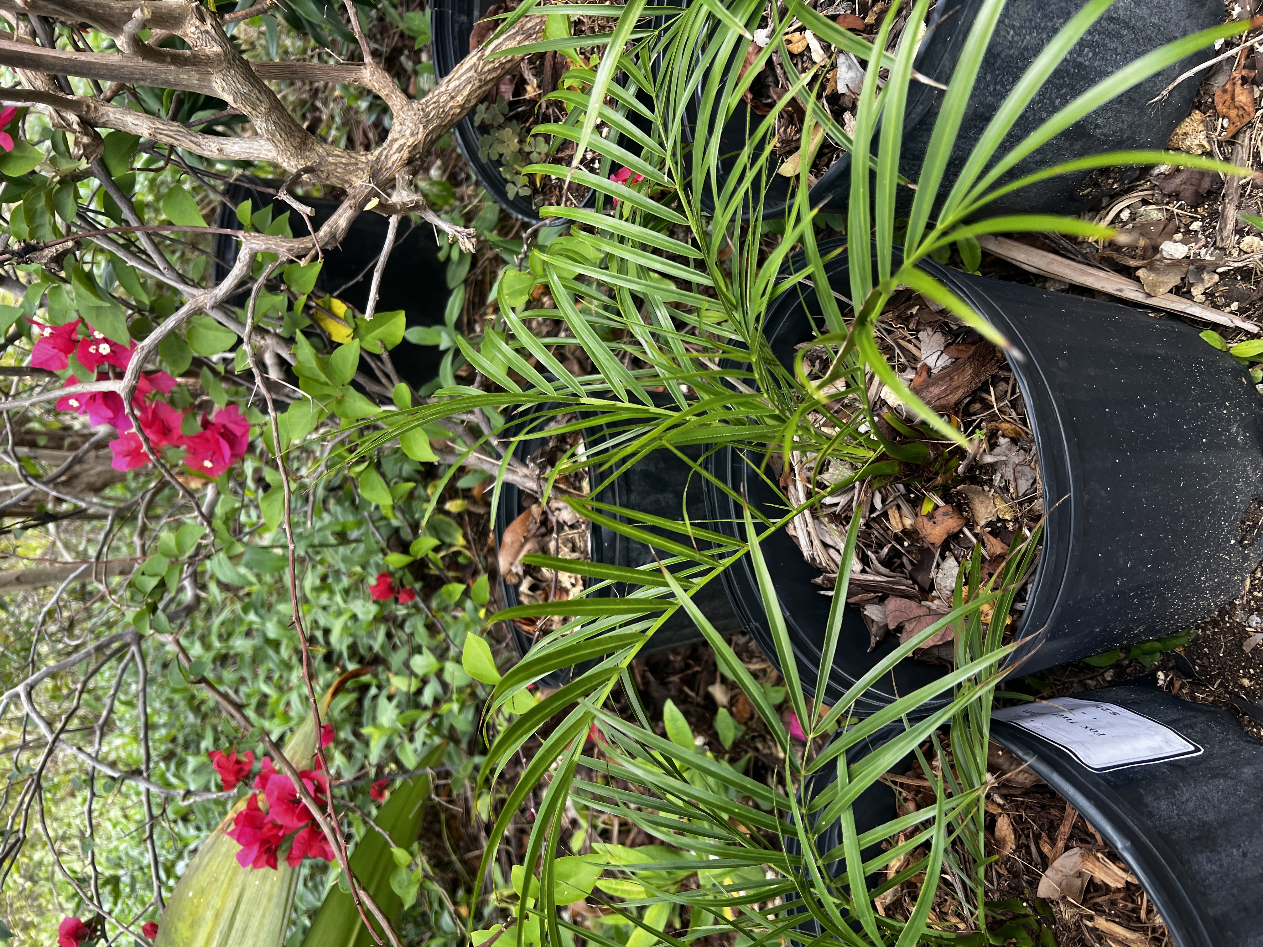 Fox Tail Palm view 2