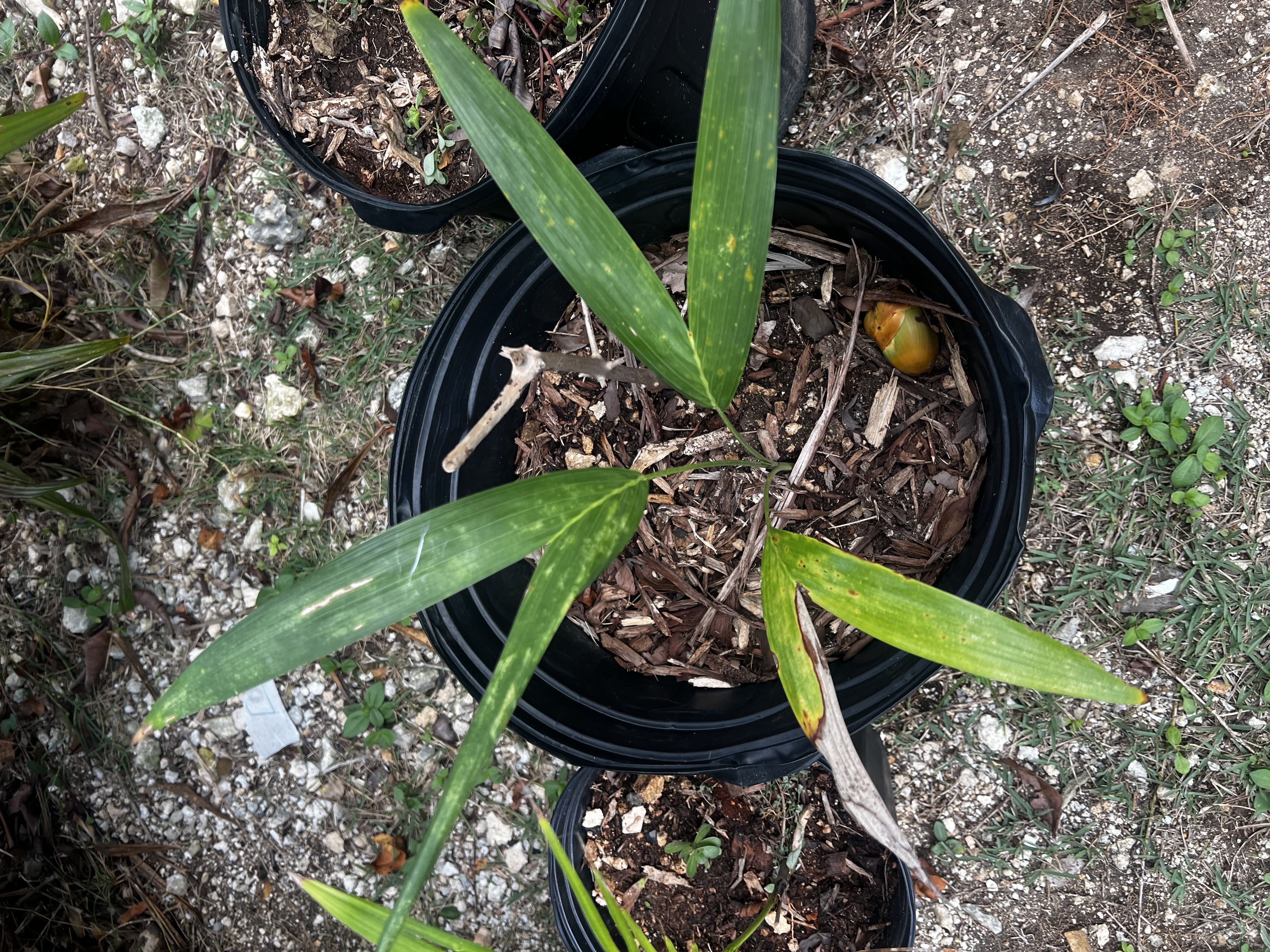 Christmas Palm