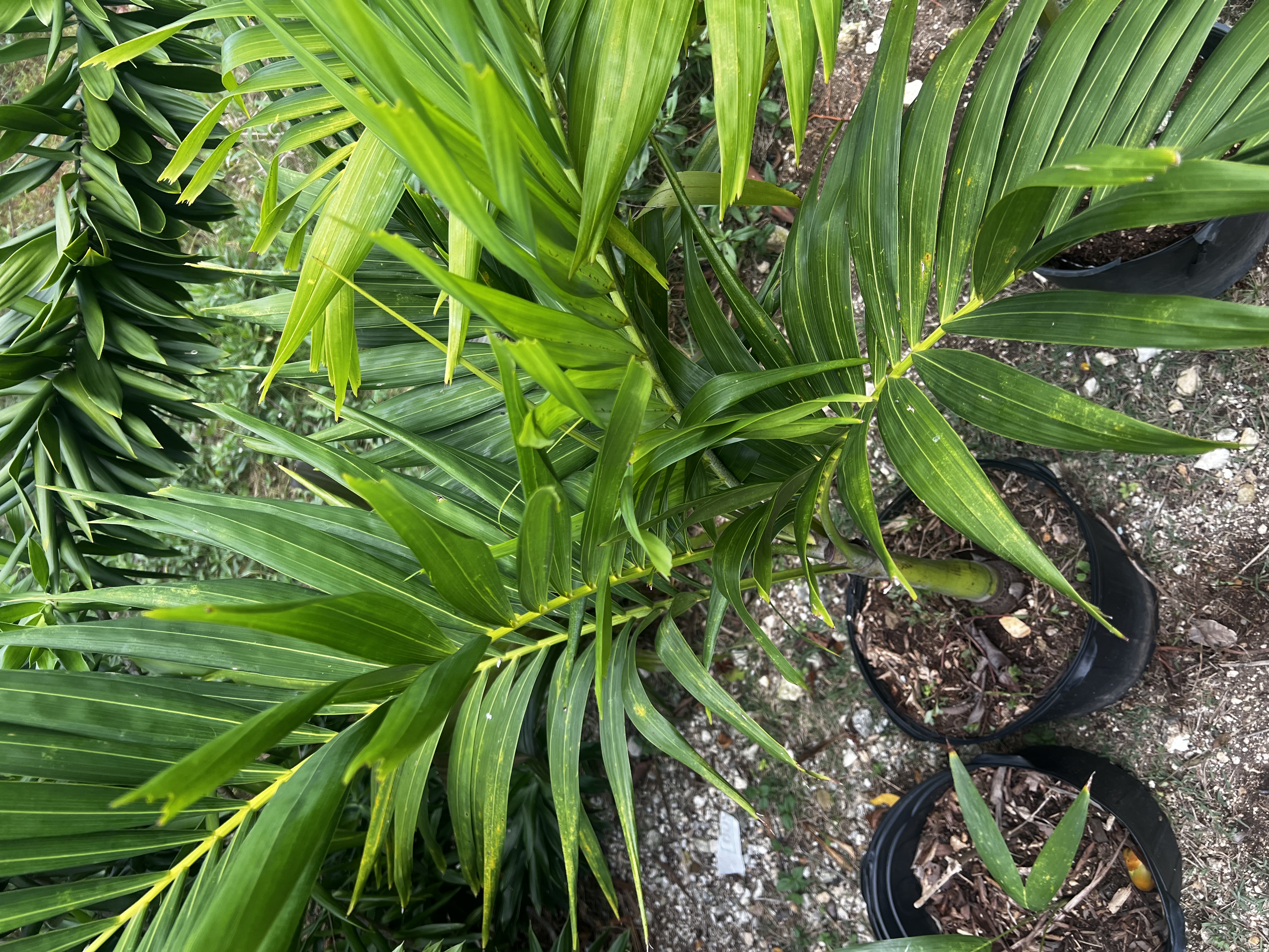 Eureka Palm