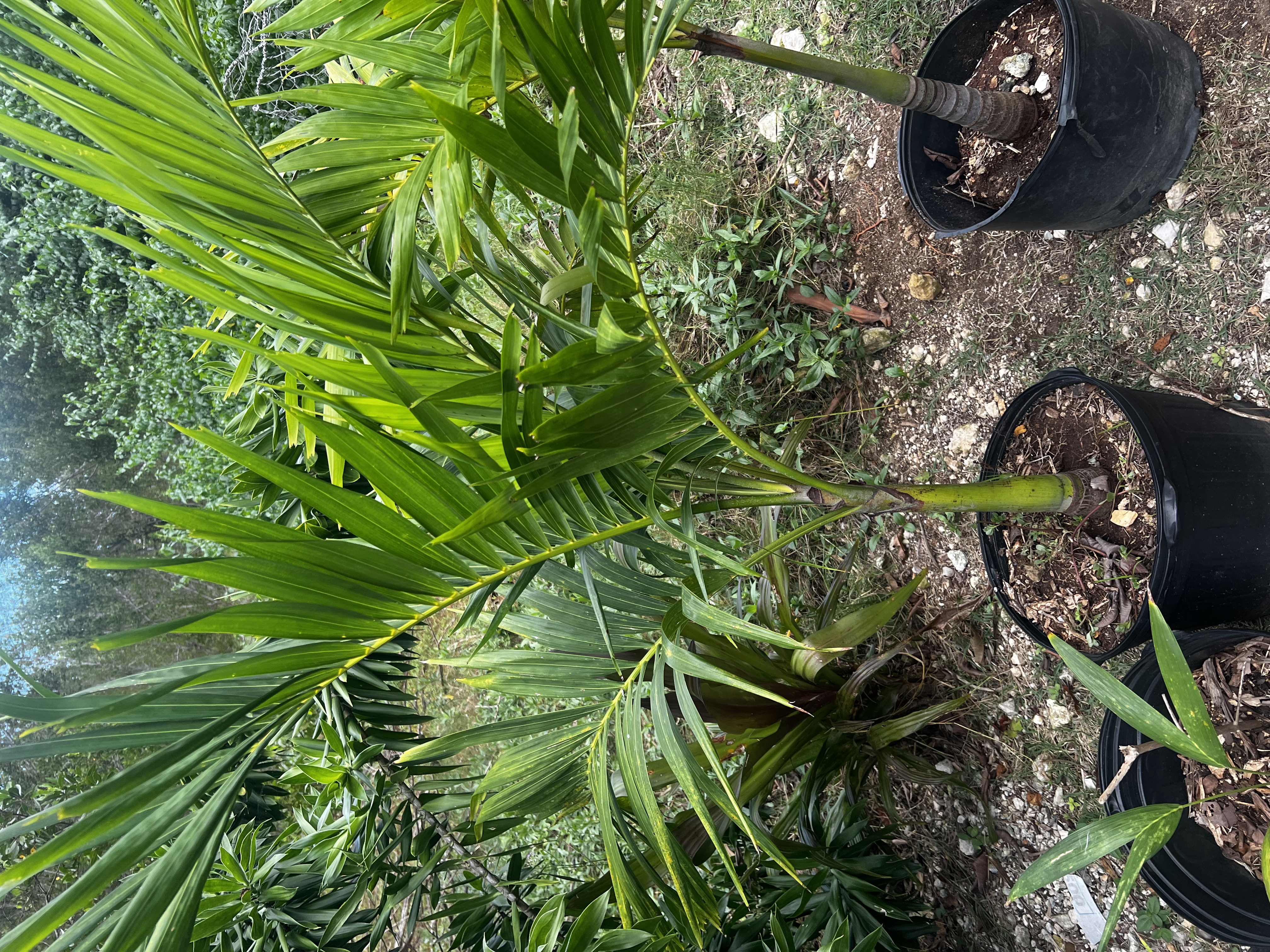 Eureka Palm view 3