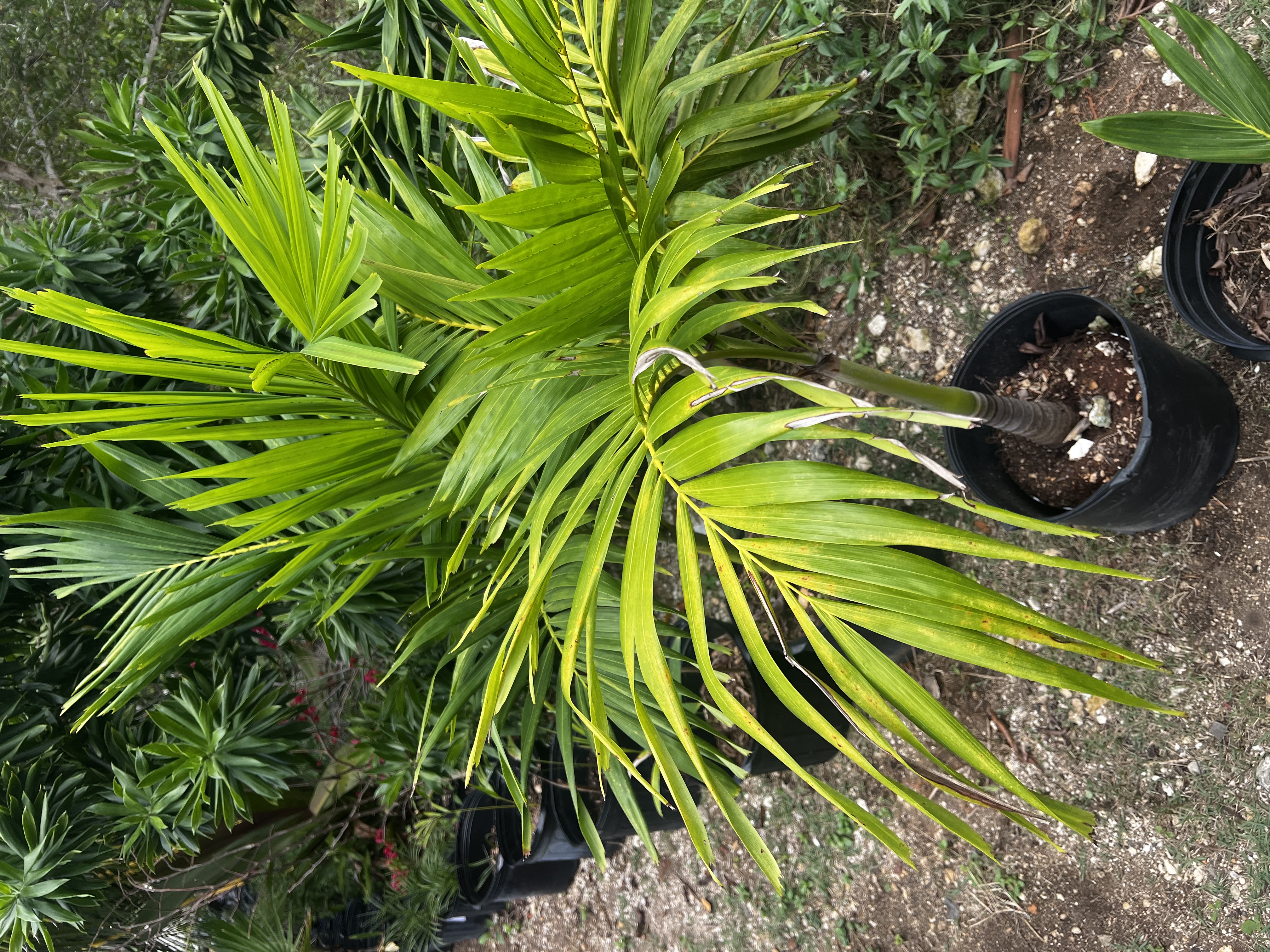Eureka Palm view 2