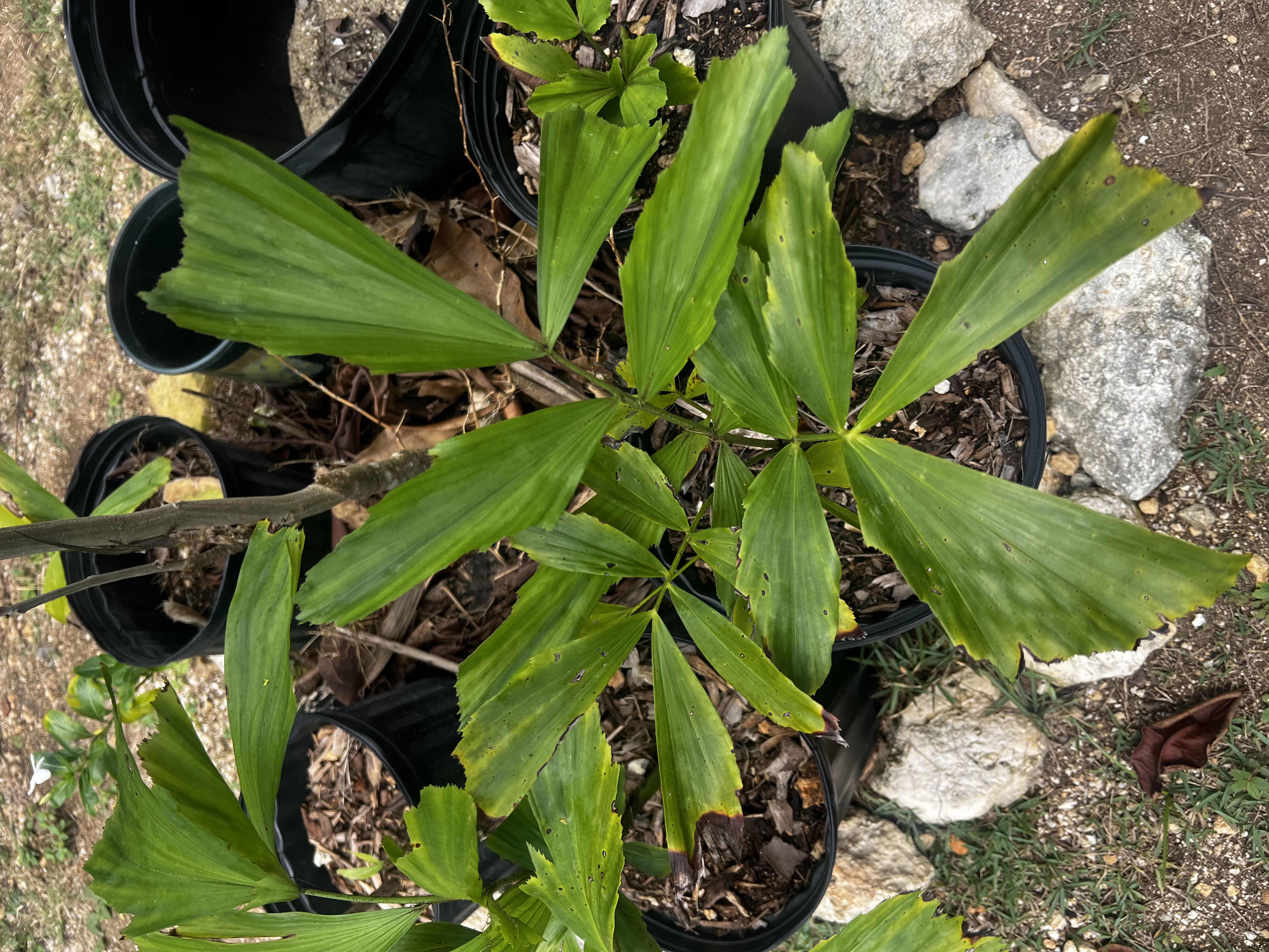 Fish Tail Palm view 4