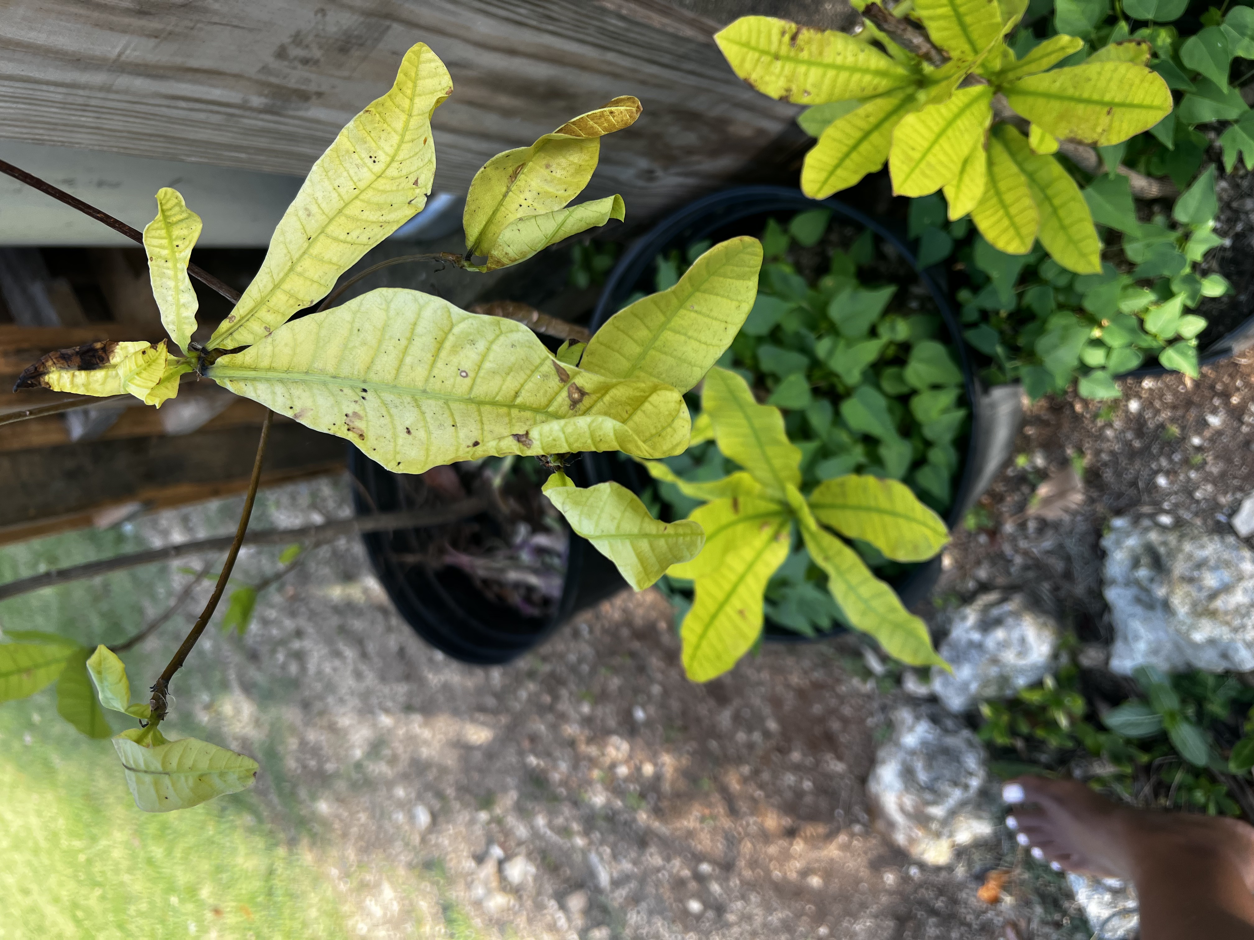 Cashew Tree view 2