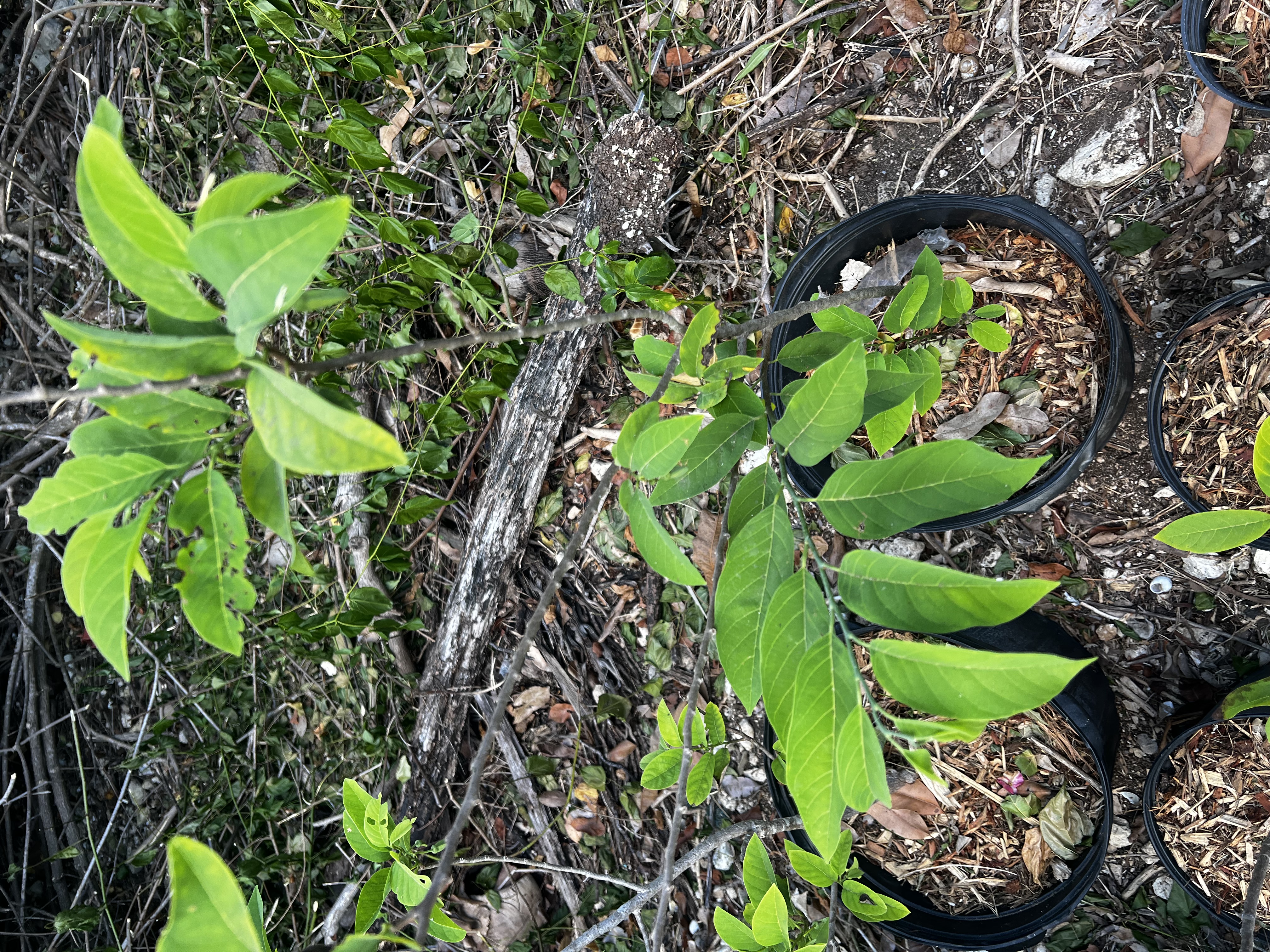 Fruit Trees