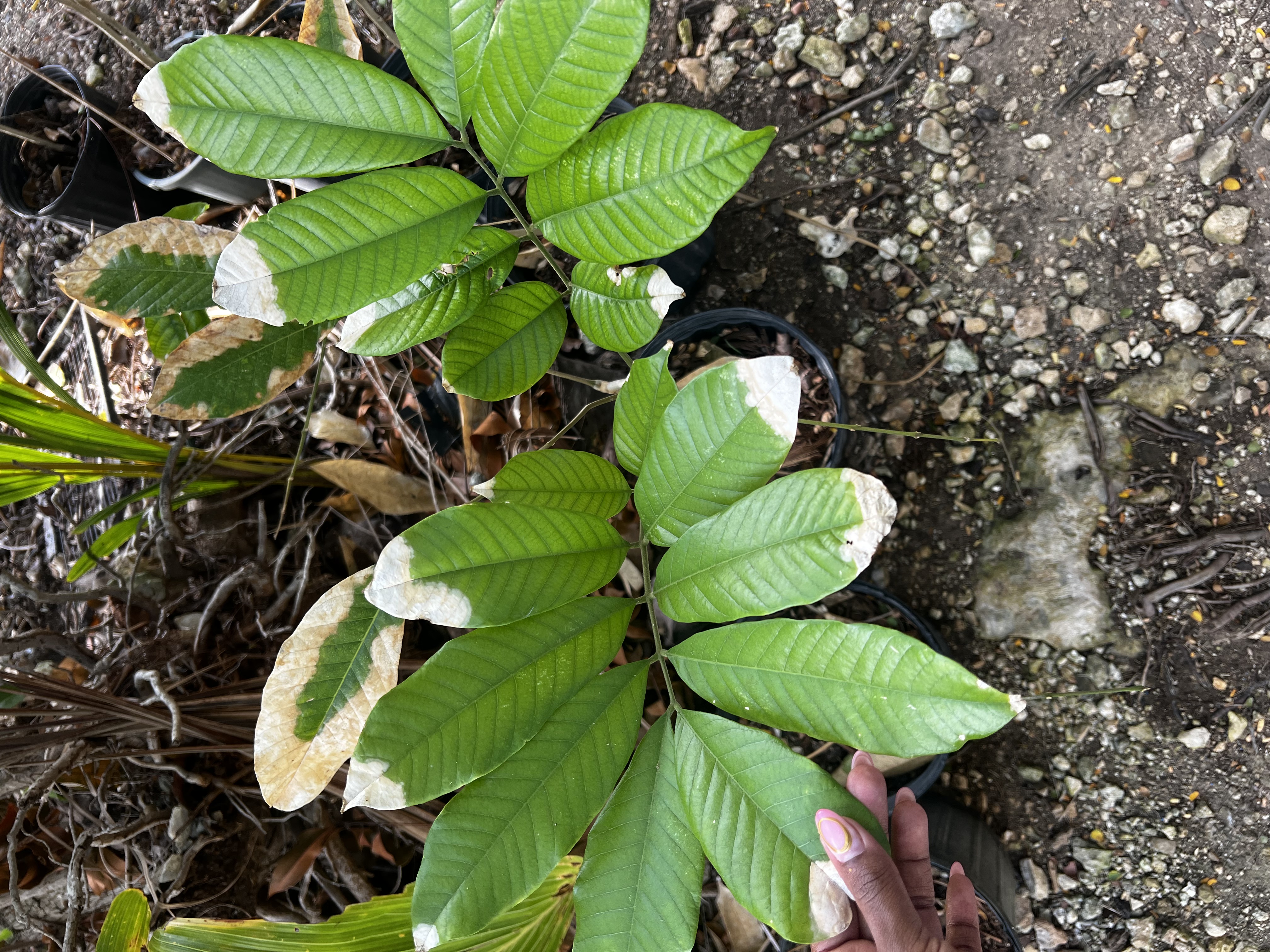 Ackee Tree