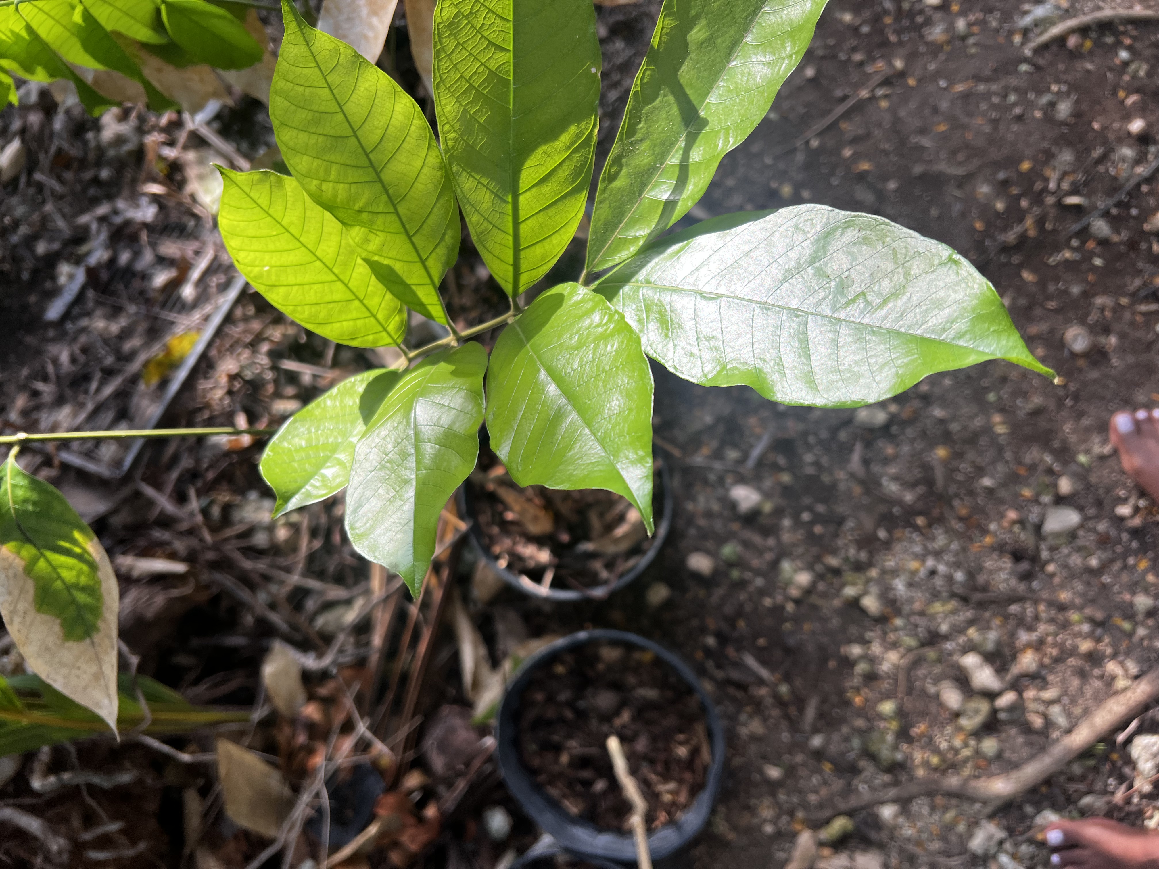 Ackee Tree view 2