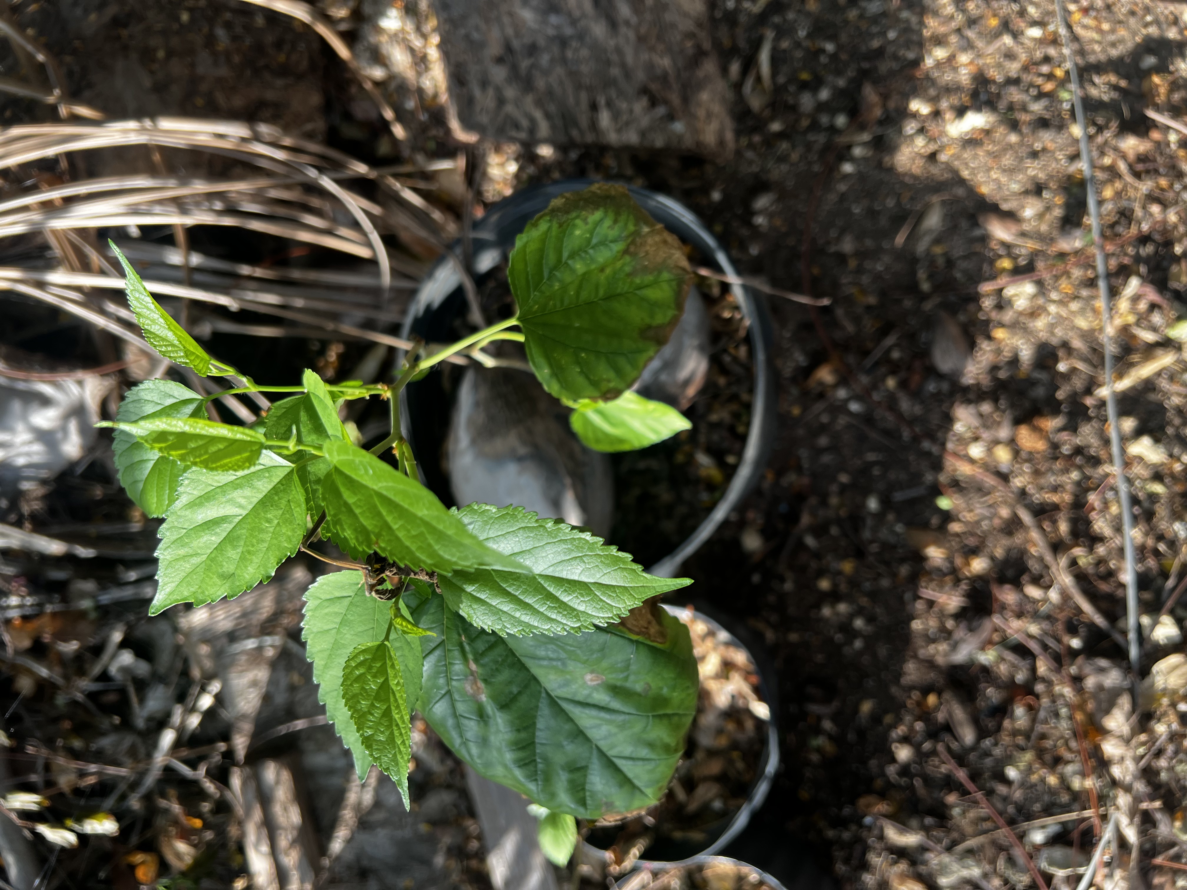 Mulberry Tree view 2