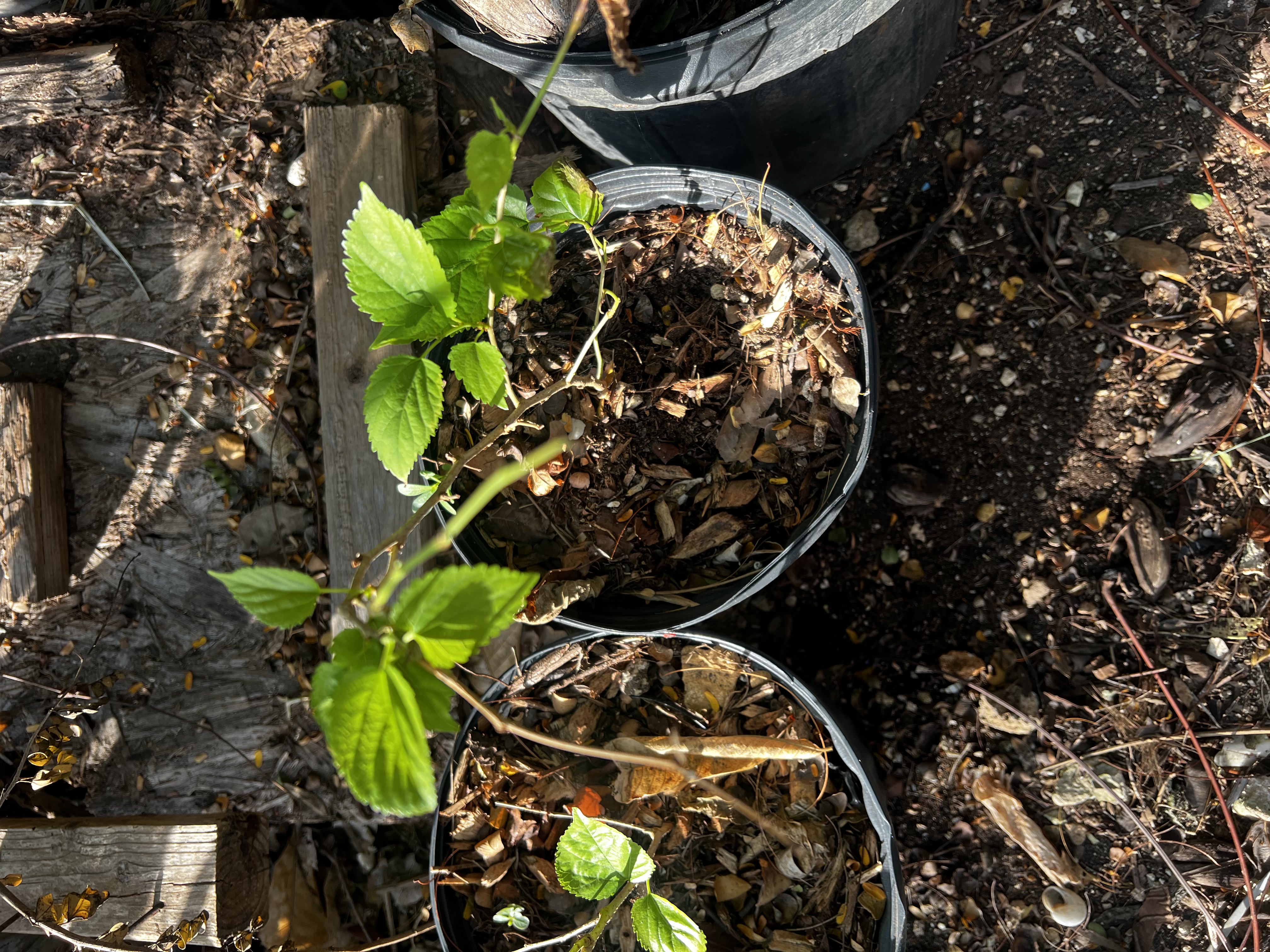 Mulberry Tree view 3