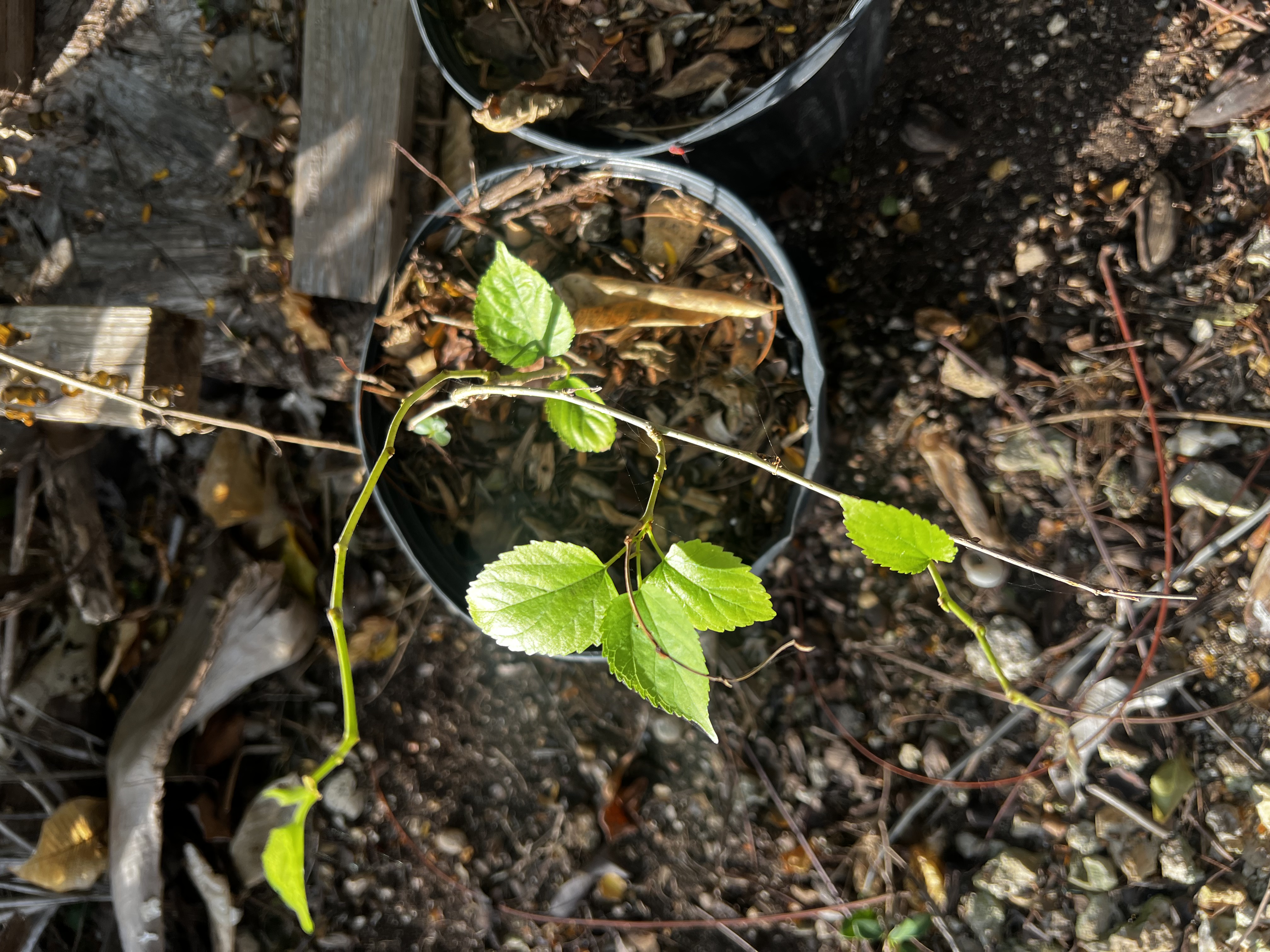 Mulberry Tree