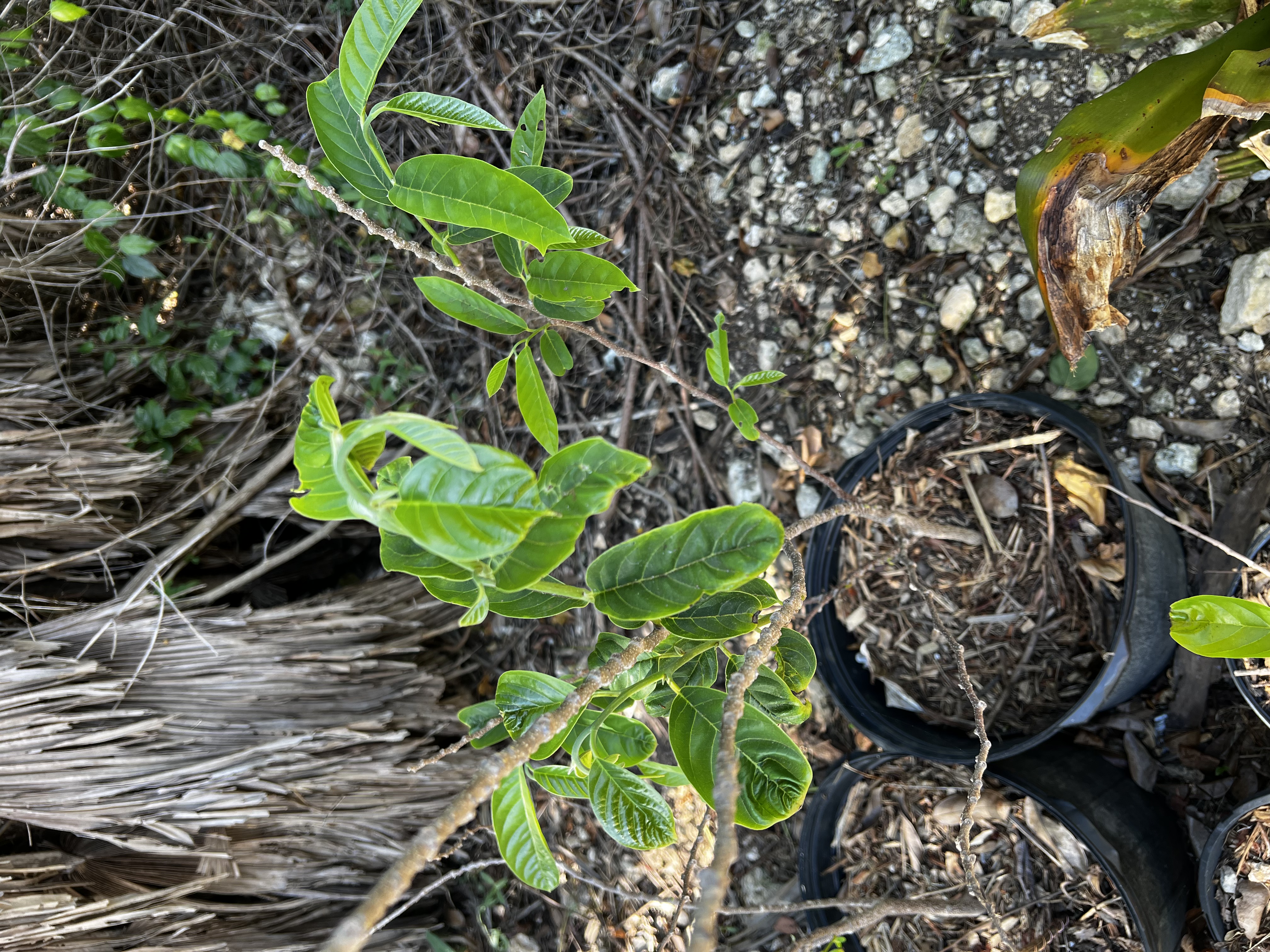 Custard Apple