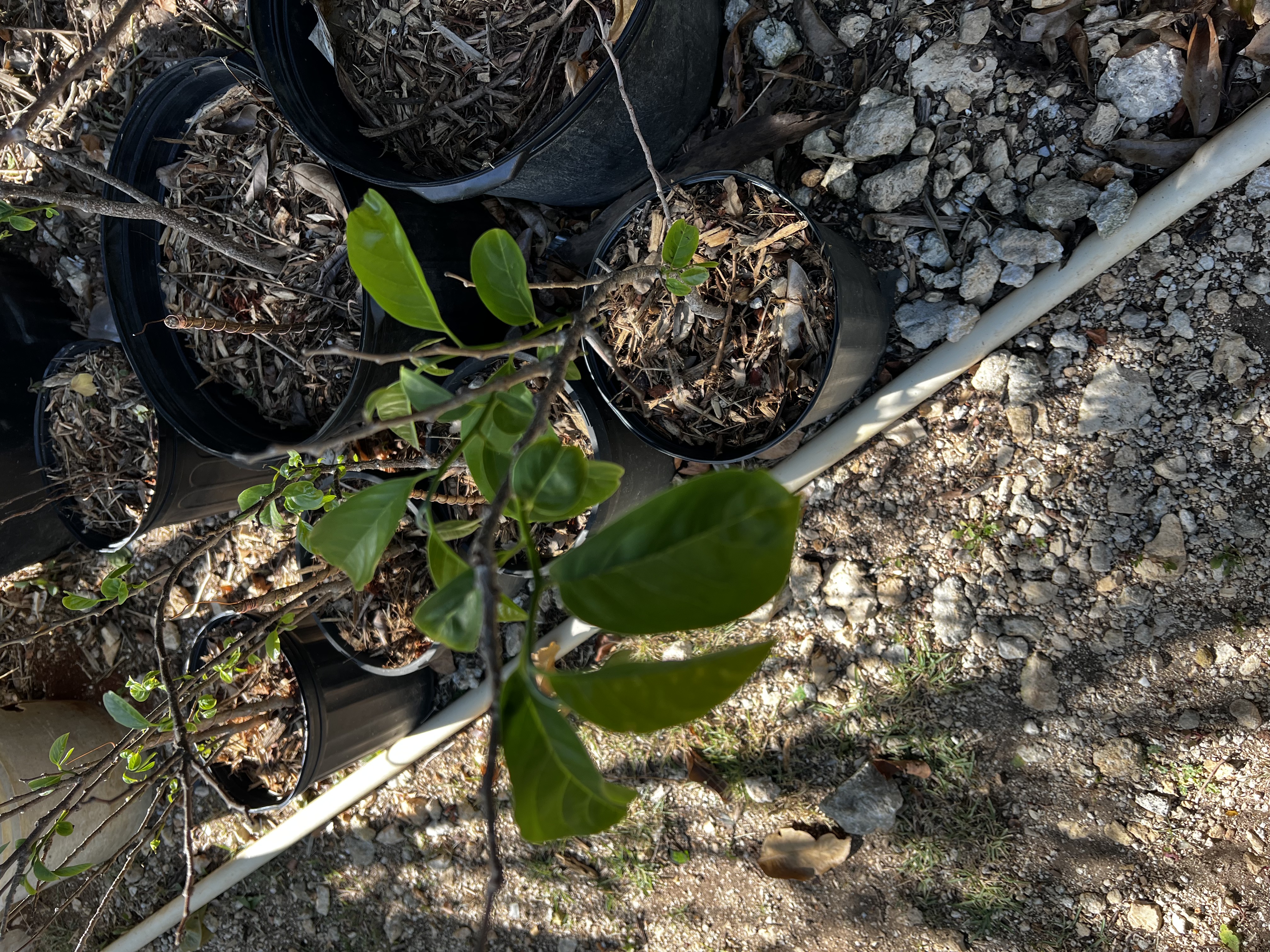 Custard Apple view 2